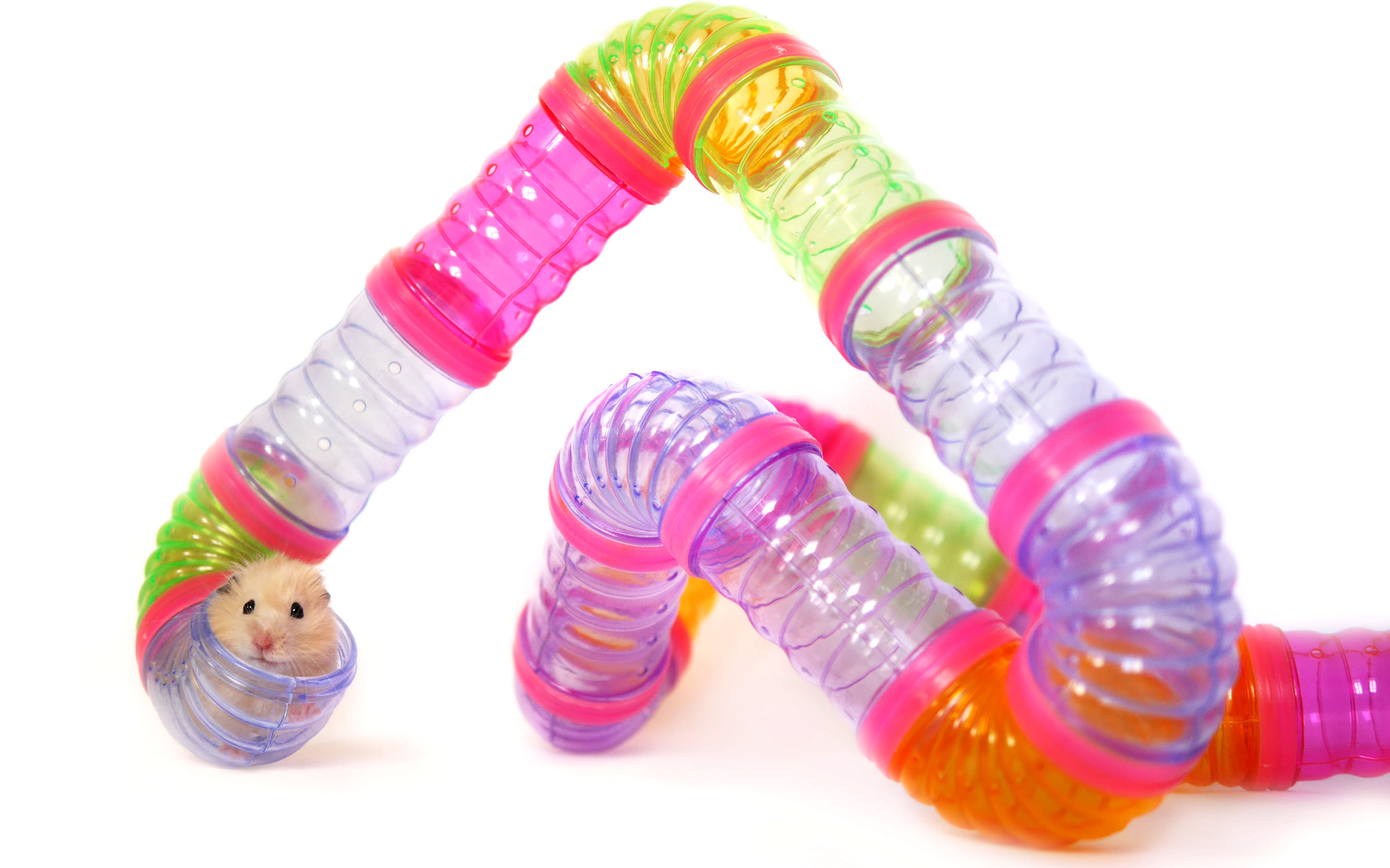 Habitrails are translucent plastic tubes for use in home terrariums, designed specially for hamsters.