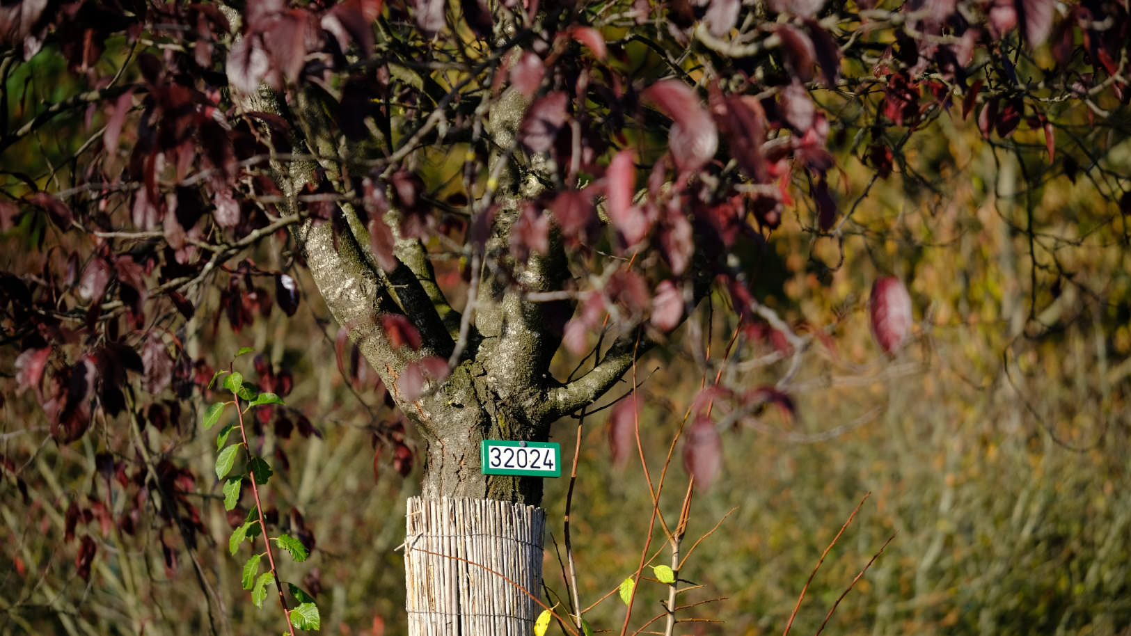 Mit DIN Nummerierter Baum